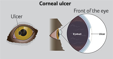 illustration showing corneal ulcers on a dog