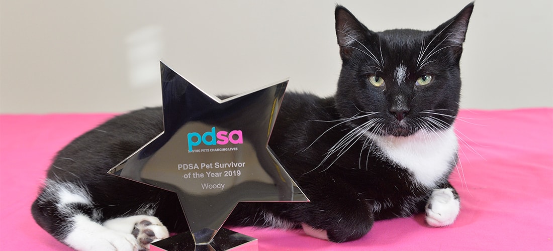 Cat of the year 2019 2025