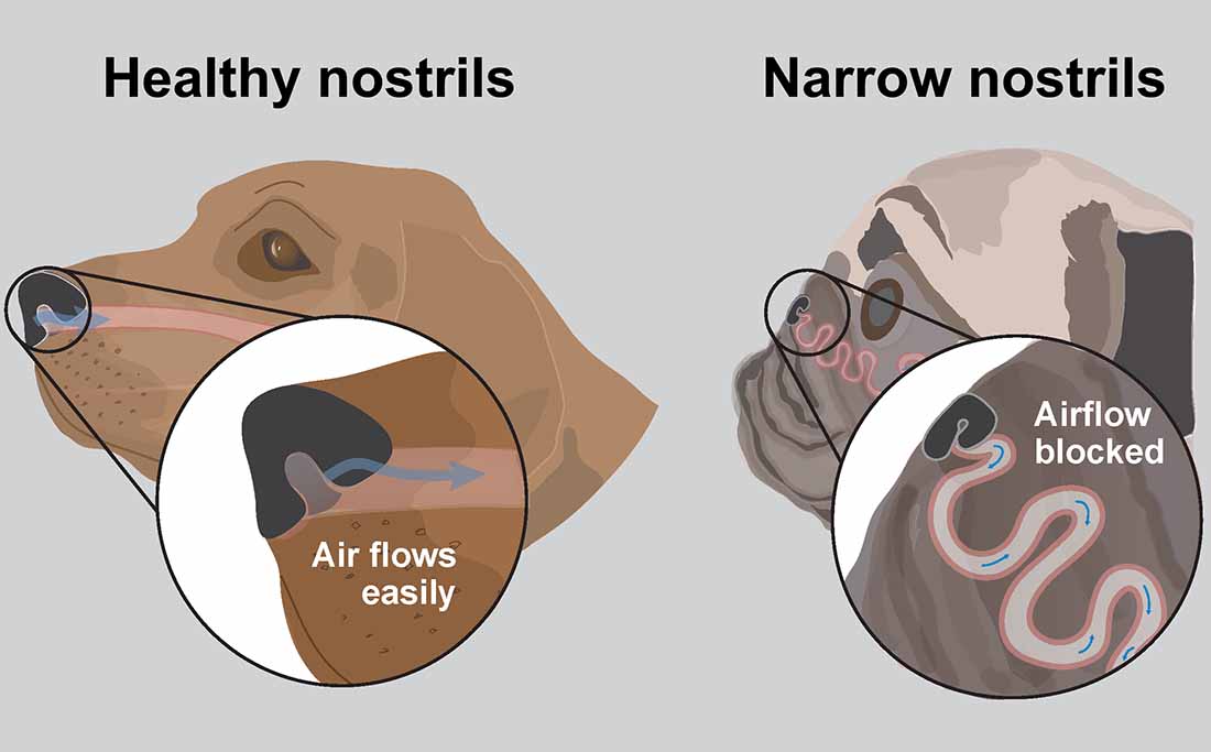 BOAS breathing problems in flatfaced dogs PDSA