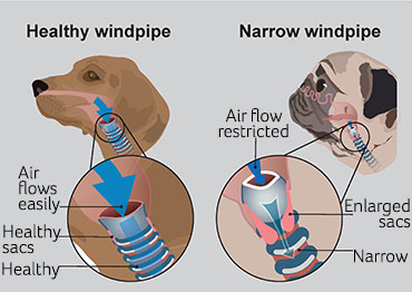 Illustration showing healthy dog vs narrow windpipe on BOAS dog