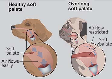 BOAS Breathing Problems In Flat faced Dogs PDSA