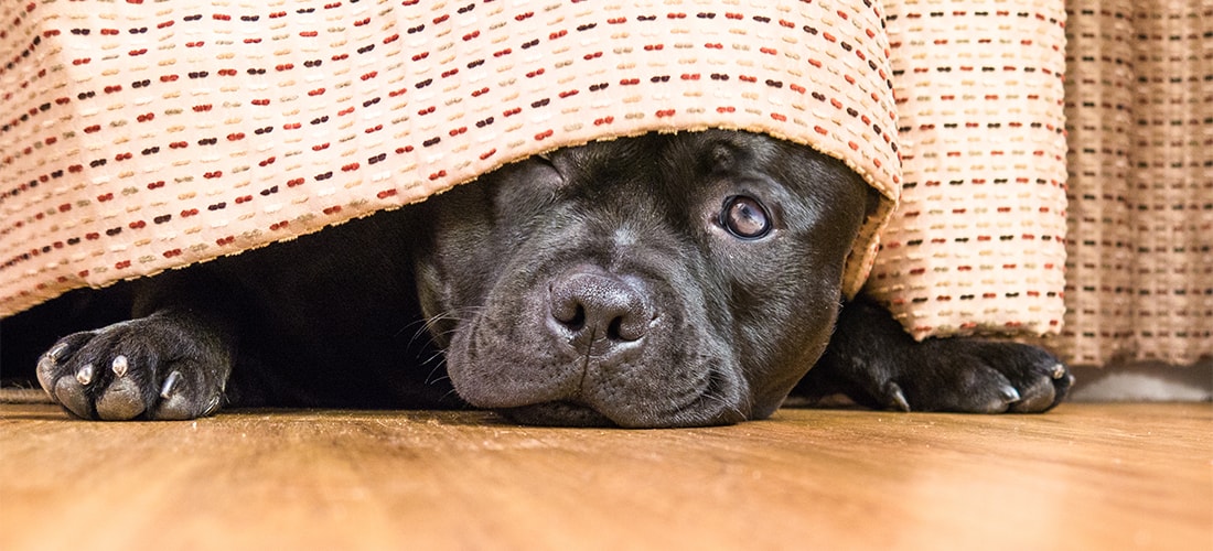 Staffie dog hiding behind a curtain