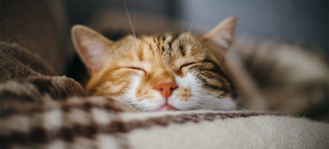 Ginger cat snuggled up on blanket