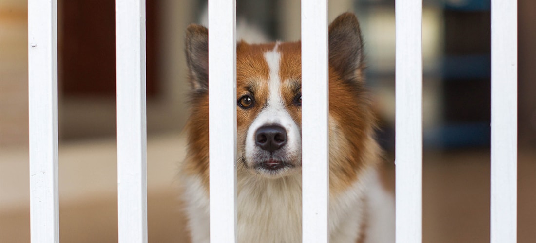 fluffy dog looking through bars of fence