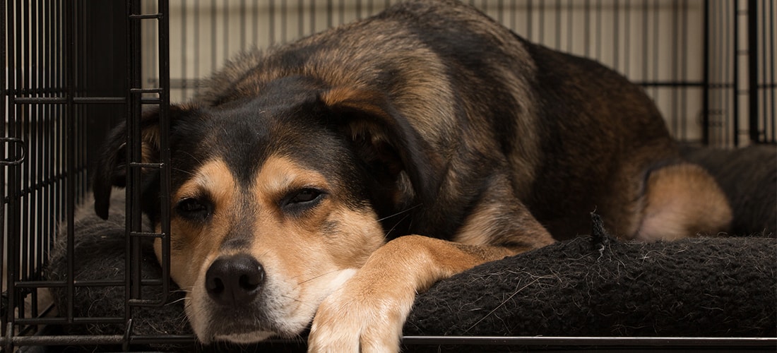 Dog lying in their crate