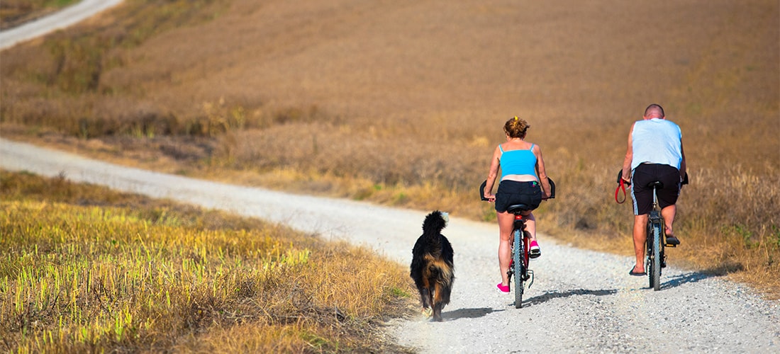 Couple cycling in countryside with pet dog