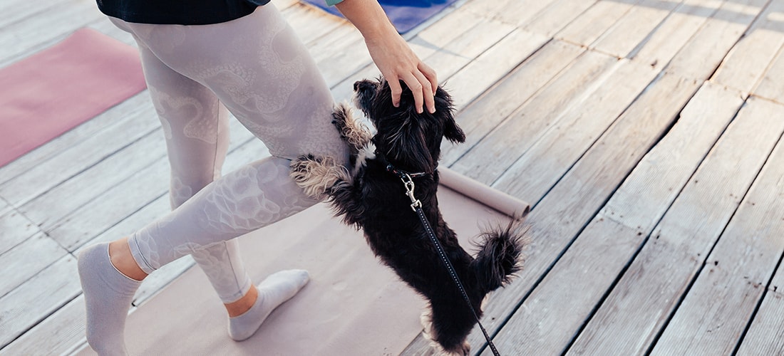dog does yoga with owner