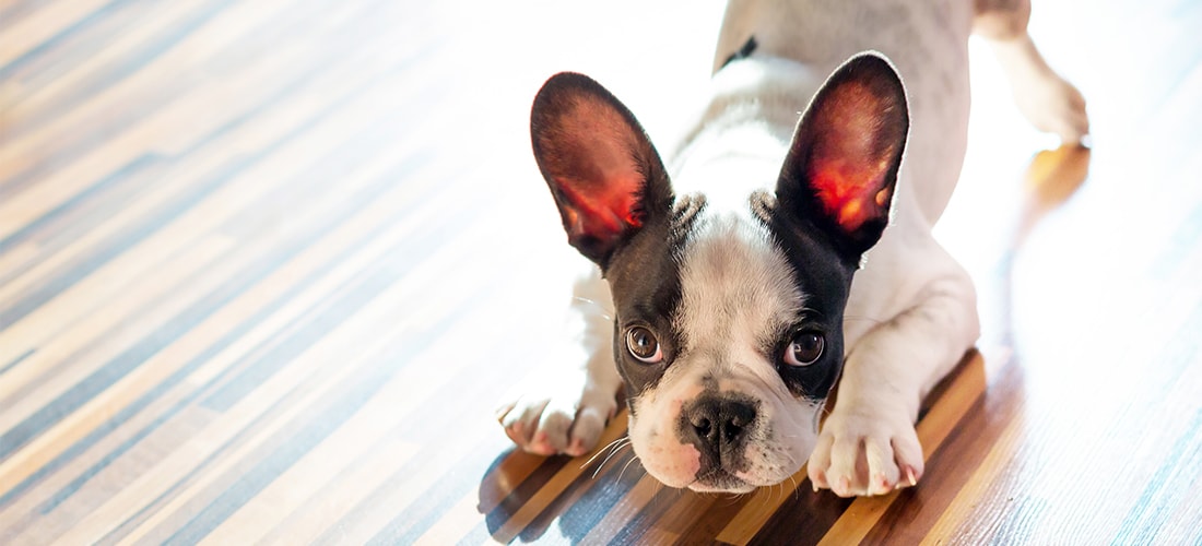 French bulldog puppy playing indoors