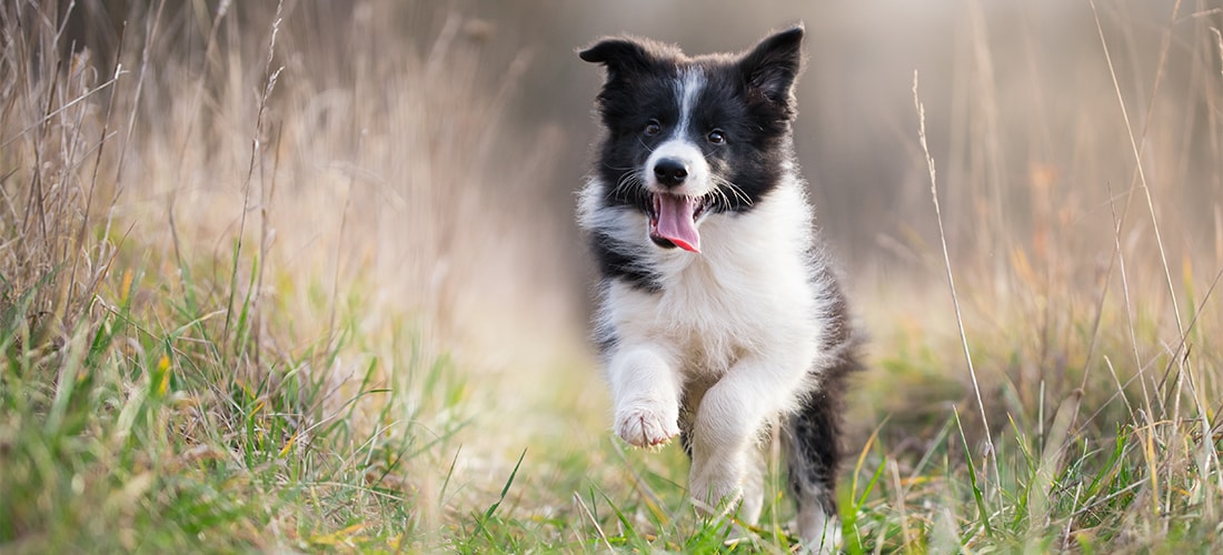 Border Collie puppy running around outside
