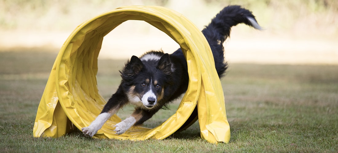 Border Collie exercising by ducking and running through a yellow agility tunnel