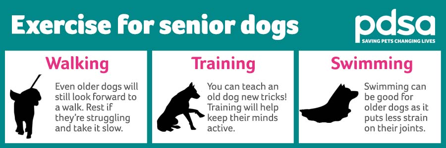 Exercising Senior Dogs