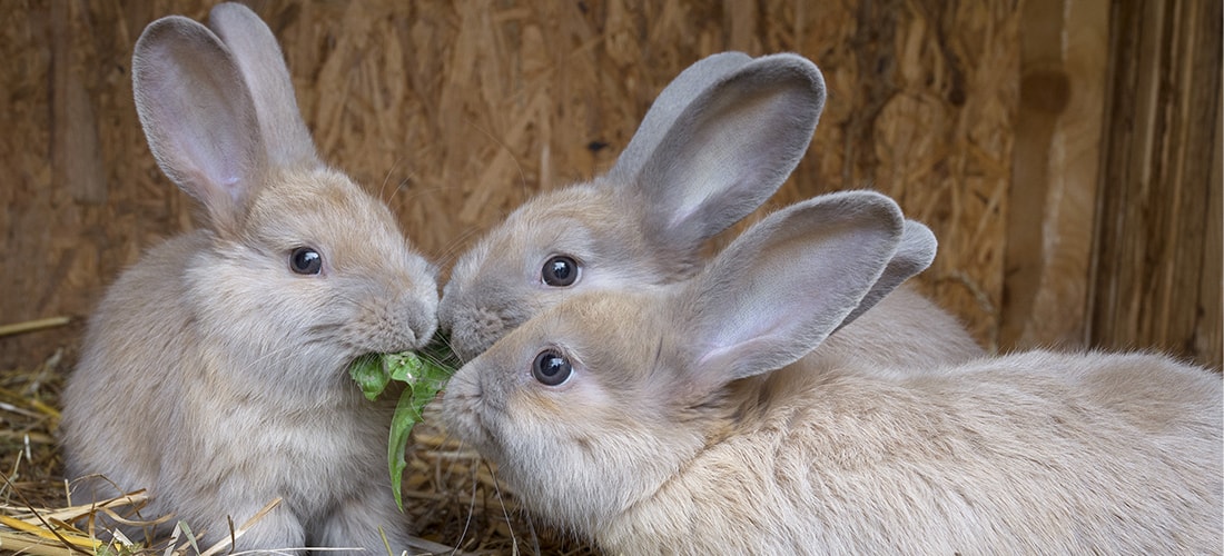 keeping bunnies