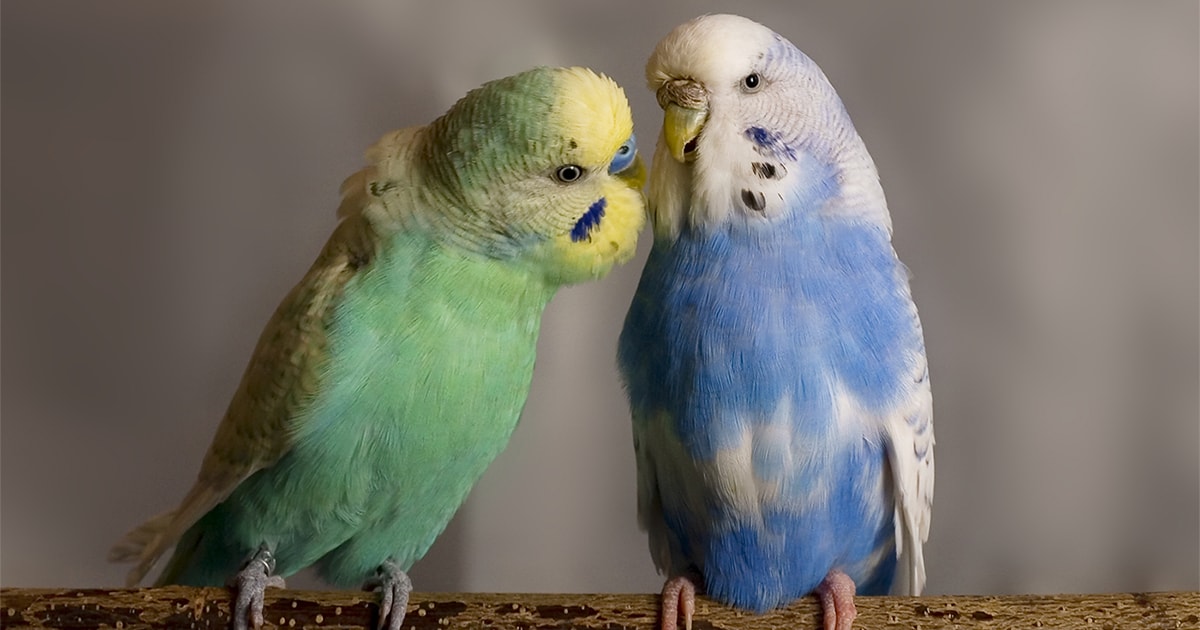 Diet And Exercise For Your Budgie Pdsa