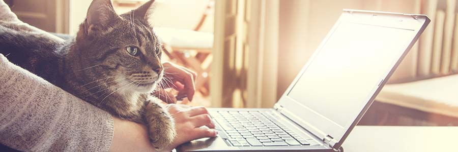 Cat sat with owner at laptop
