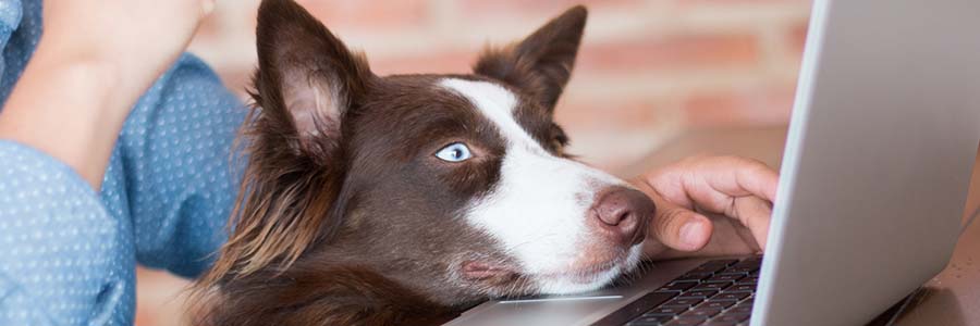 Collie looking at laptop