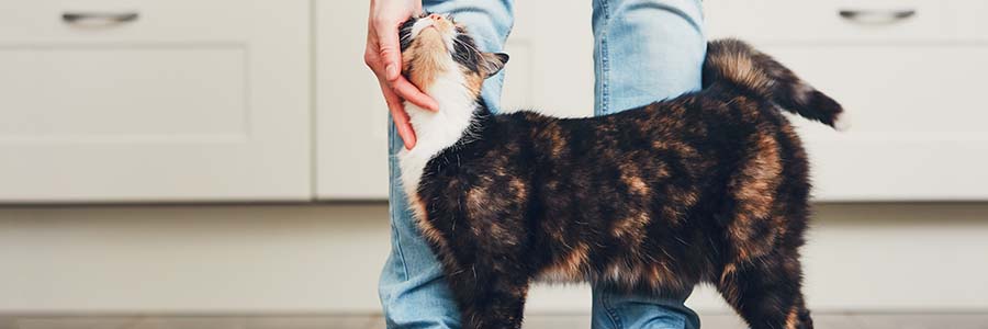 Cat brushing up against man's legs