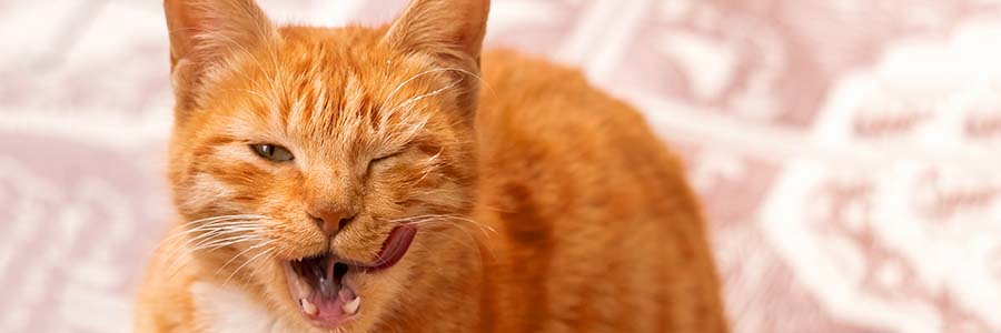 Ginger cat winking
