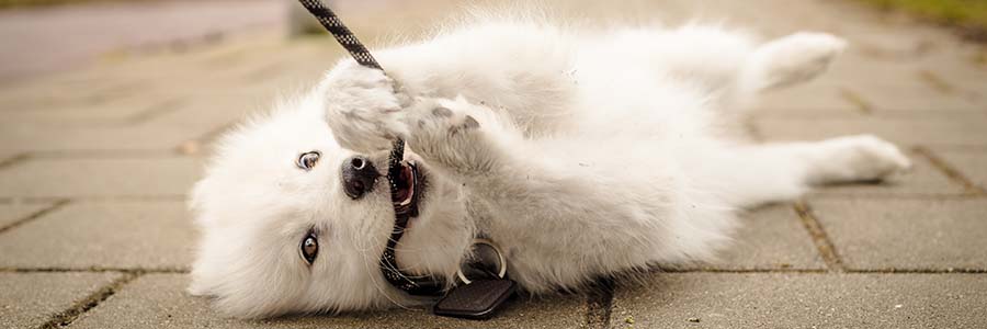 Dog chewing on lead on floor