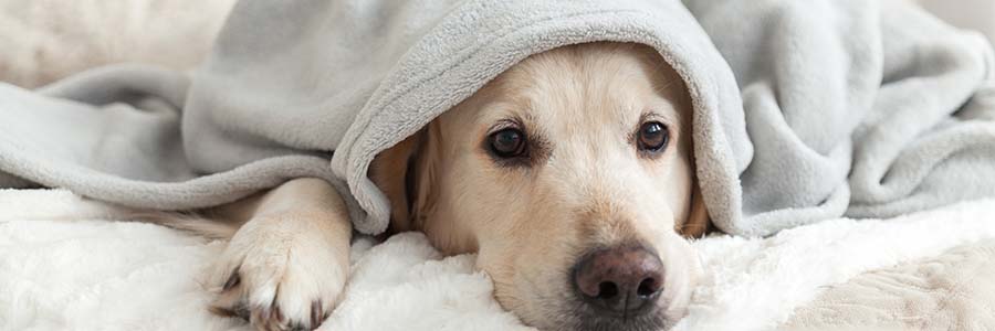 Golden retriever hiding under blanket