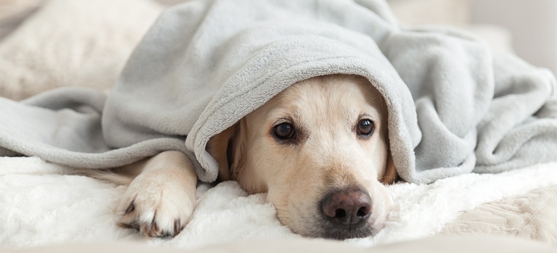 Sad-looking Golden Retriever with it's head and paw sticking out from underneath a grey blanket