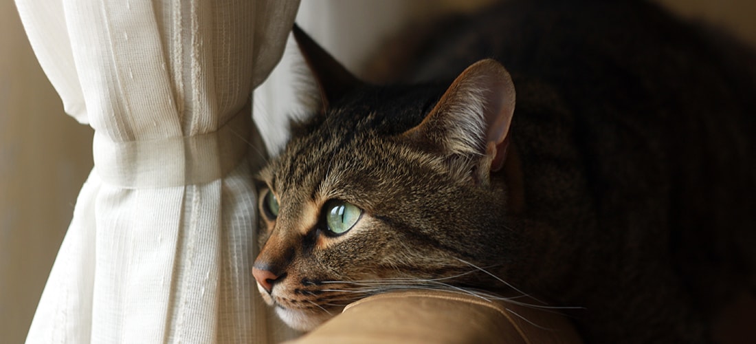 Tabby cat rests chin on arm rest of seat and looks out of window