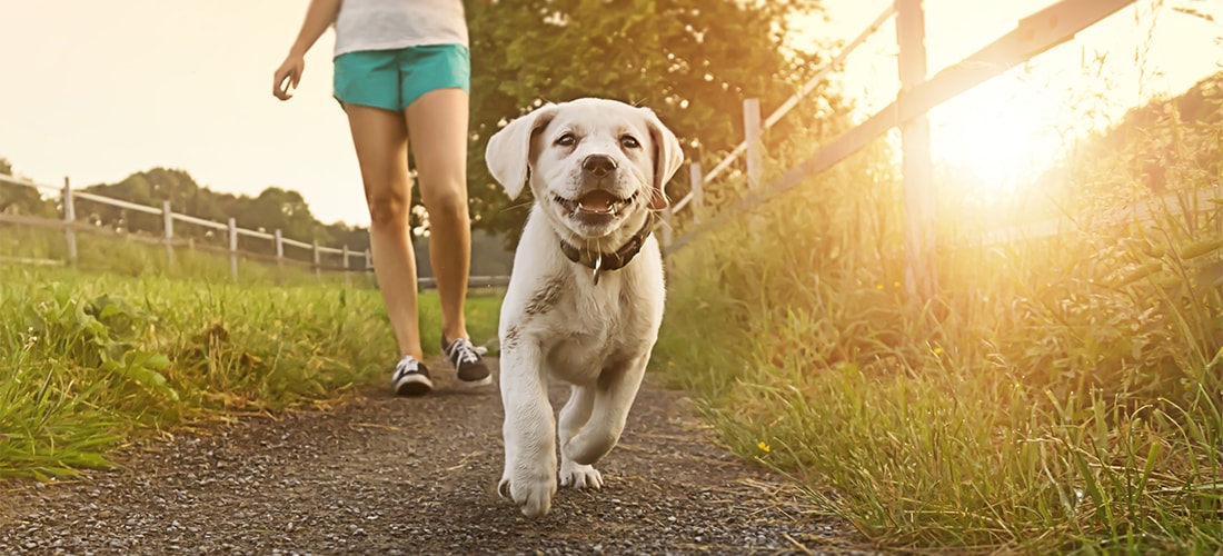 Young yellow Labrador walking in the countryside with its owner