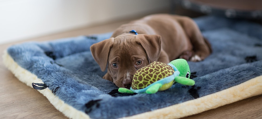 Cute brown puppy lying on bed with green turtle teddy