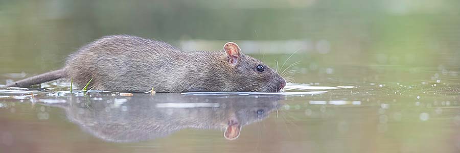 Rat swimming in a pond
