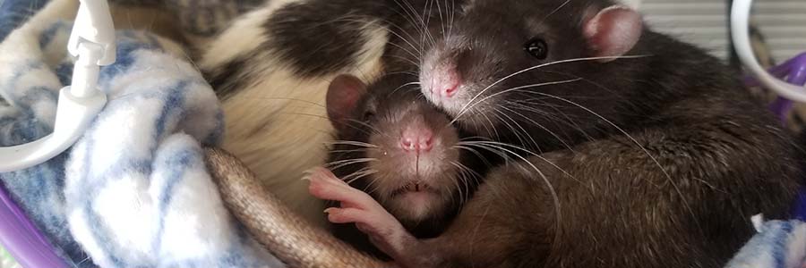 Two rats asleep in hammock
