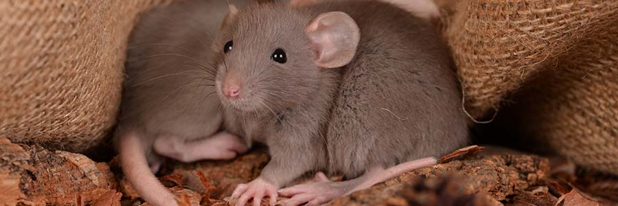 Two rats cuddled up on leaves