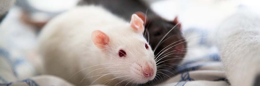 Two rats on a blanket