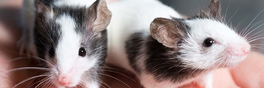 Two black and white rats