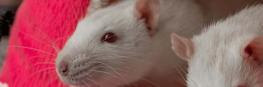 White rat poking head out of pink bed