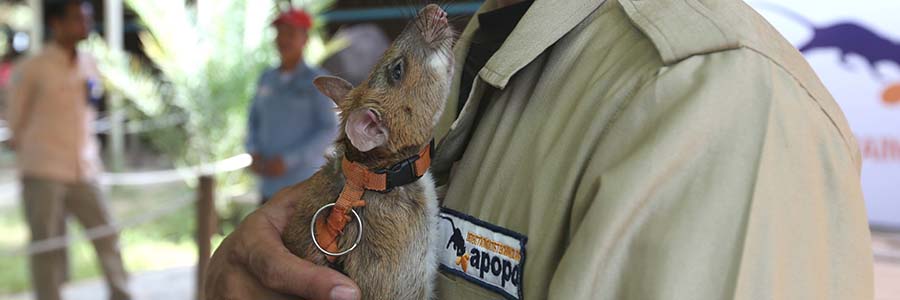 Landmine rat with handler