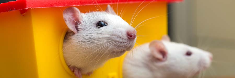 Two white rats playing