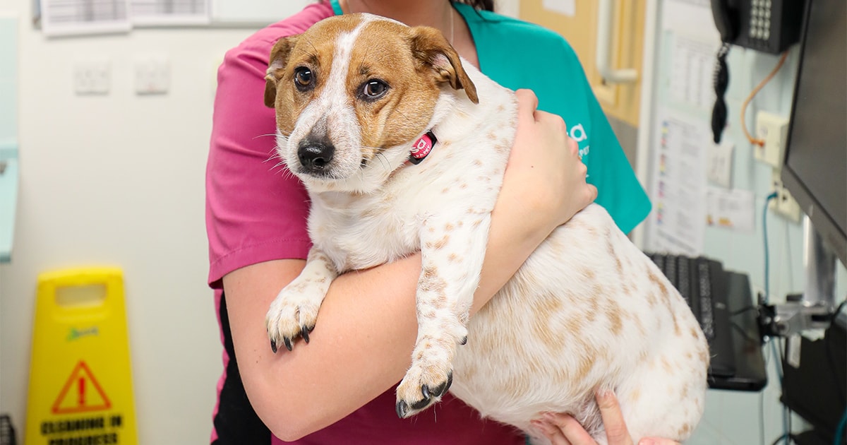 Charity searches for UK's fattest pets PDSA