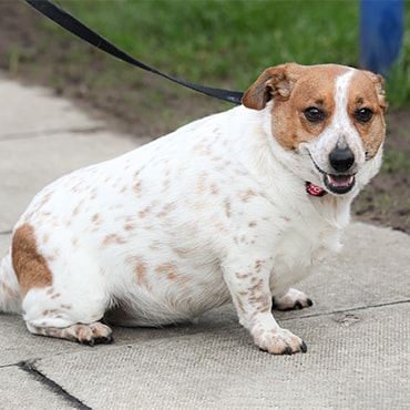 weight jack russell