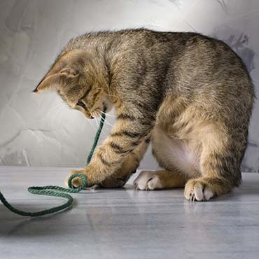 Kitten eating string