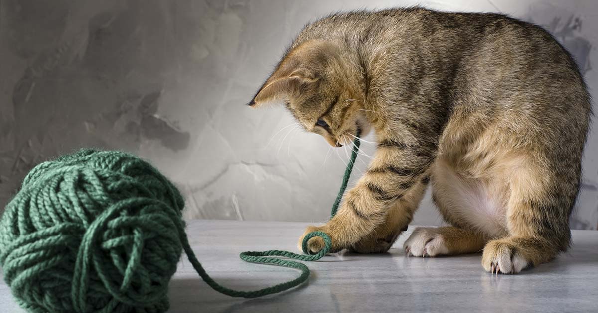 Cat bowel discount obstruction home treatment