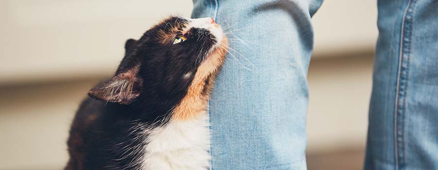 Cat brushing up against man's legs