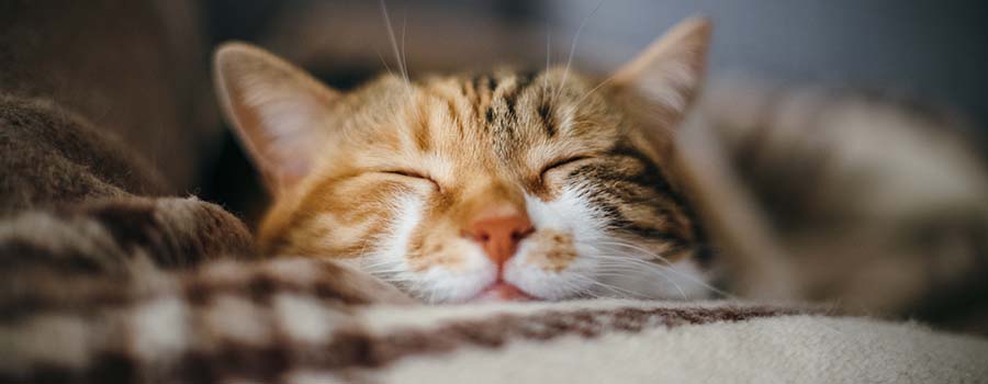 Happy cat asleep on blanket