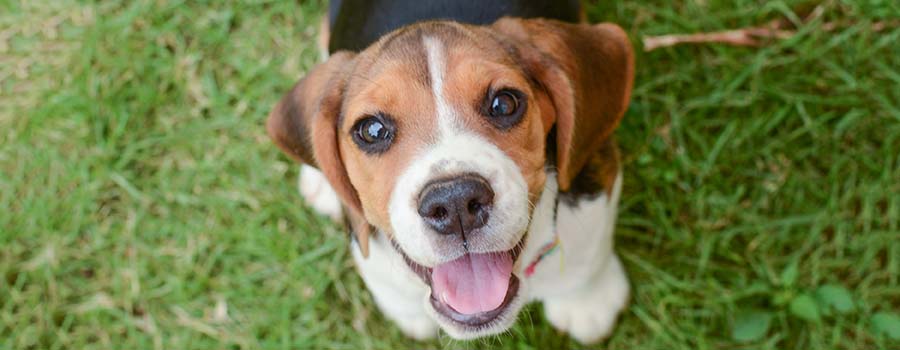 Happy Beagle looking at camera