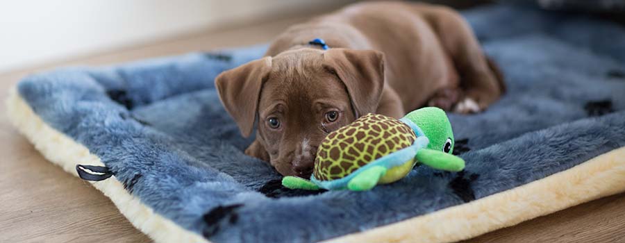 Puppy on dog bed with toy