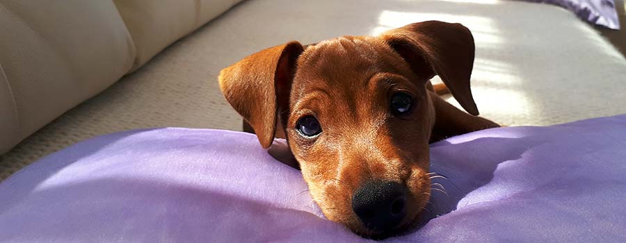 Brown puppy on cushion looking at camera