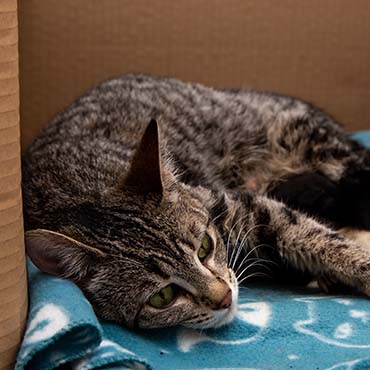 Pregnant cat in kittening box