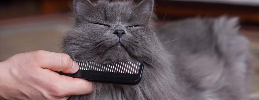 Cat being combed