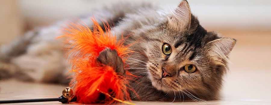 Cat playing with feather toy