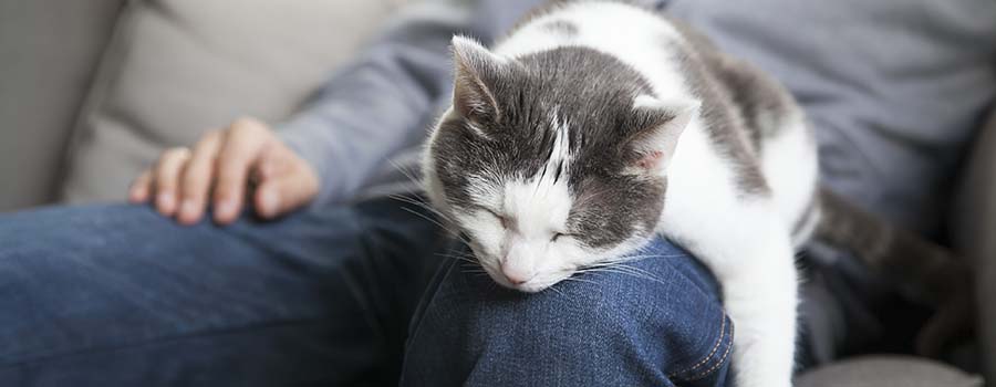 Cat sleeping on owner's knee