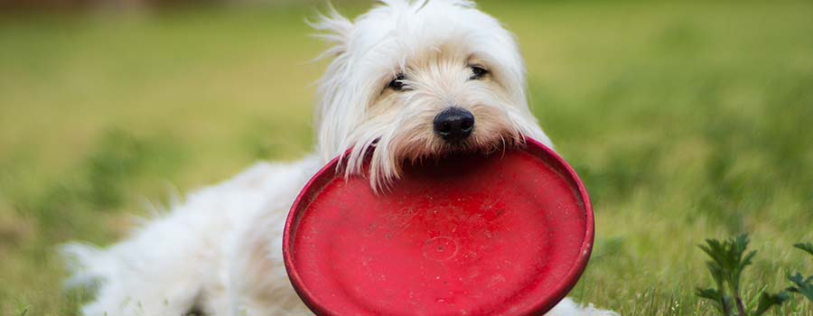 Westie with a Frisbee