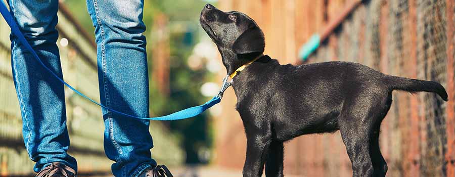 Labrador puppy on walk with owner